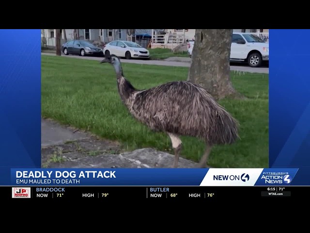 Emu killed by neighbor’s dogs' forces McKeesport family to relocate animals