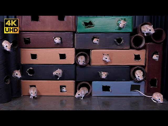 Cat TV Mouse Maze | Ultimate Real Mouse Hunt & Hide Box Pop-Out Game 4k 60fps