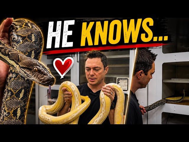 My Male Retic KNOWS Something Is Happening…