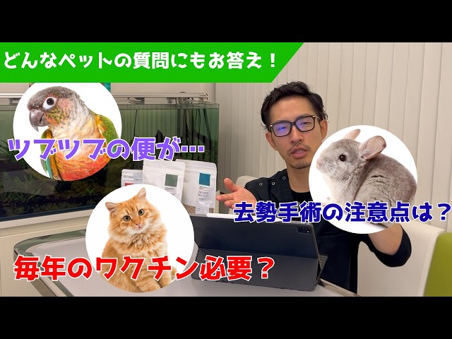 【質問コーナー】ネコに毎年ワクチンを打つのはよくない？ウロコインコの便がツブツブかも…気を付けることはある？亡くなったことを病院に伝えたほうがいい？チンチラの去勢手術を受けるときに注意することは？
