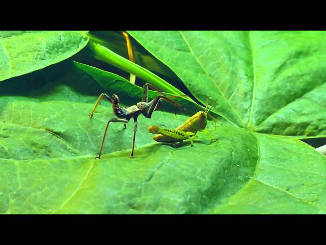 Wheel bug (assassin bug) vs. grasshopper