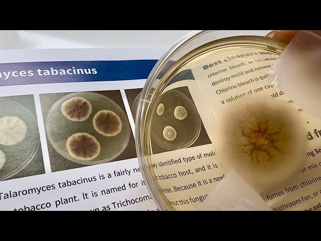 How to test for mold at home - DIY Mold Kit Tests Air, HVAC & Surfaces for Hidden Mold Fast! GGEPIAO