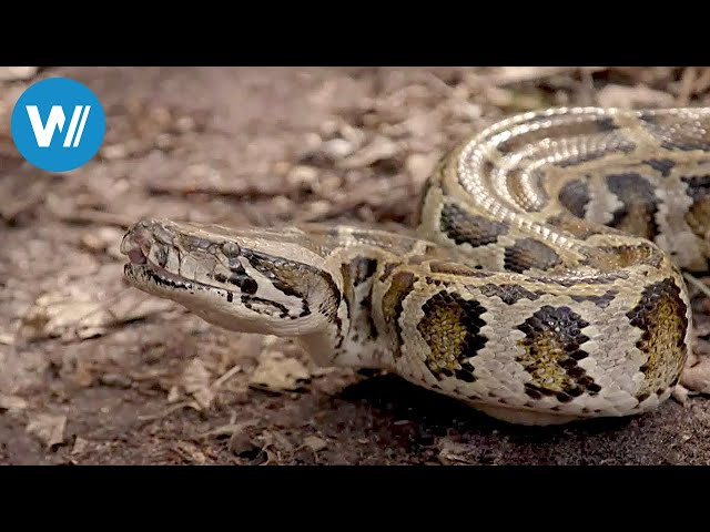 Florida, invasion of pythons (360° - GEO reportage)
