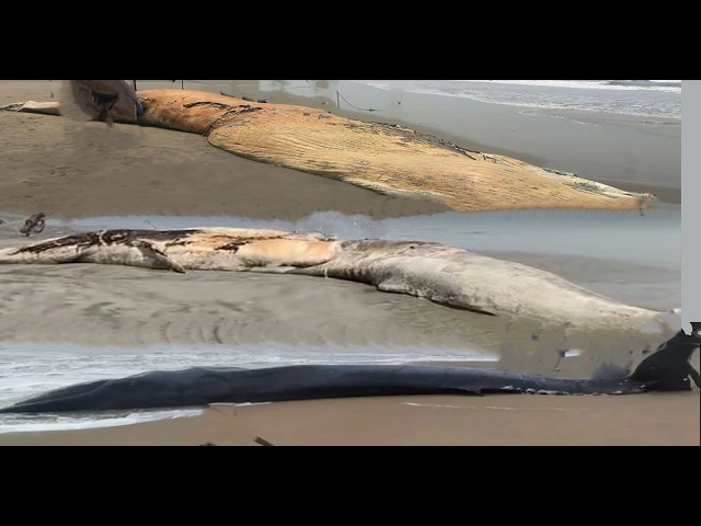 Whales Stage Global Hunger Strike — Is Fukushima Starving the Seas