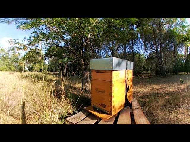 Saint-Antonin - Ruche (360 - Abeilles - PACA - Provence - Jouques) (06/07/2017)