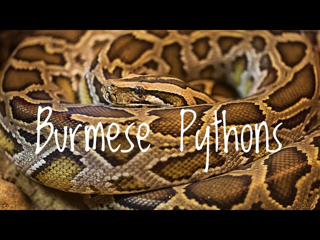 Species Spotlight- Burmese Pythons