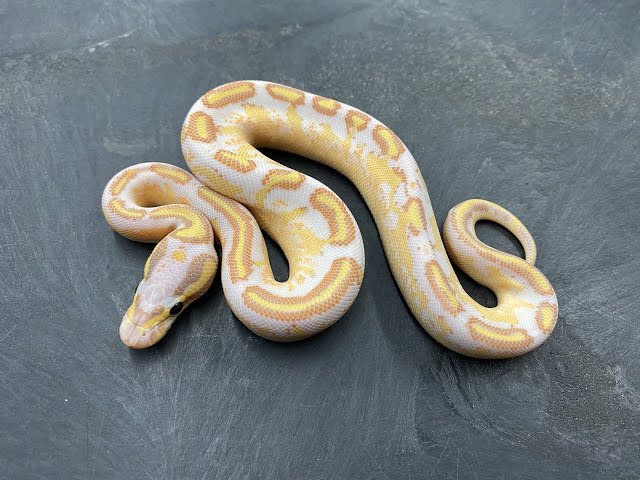 I think I just hatched my favorite Ball Python of the year, and I'm not even sure what it is!