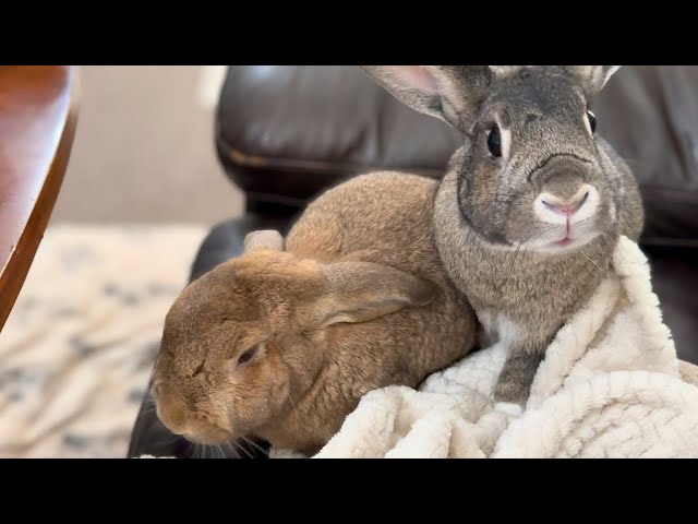 This Senior Bunny Proves Joy Never Gets Old 🐰✨