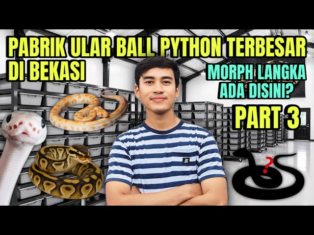 THE LARGEST BALL PYTHON SNAKE FACTORY IN BEKASI‼️ RARE MORPH IS HERE❓