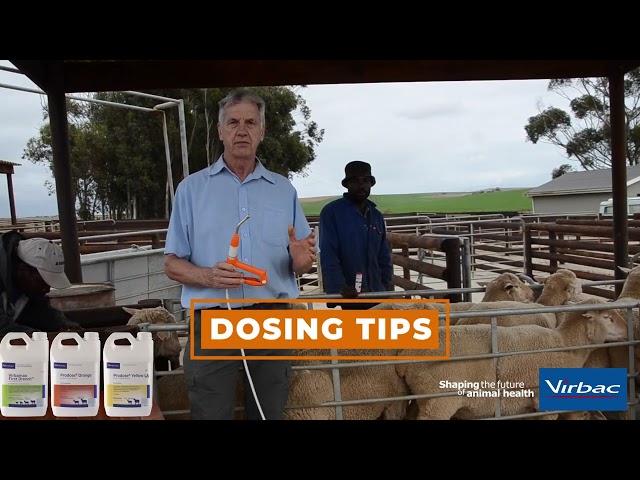 DOSING SHEEP