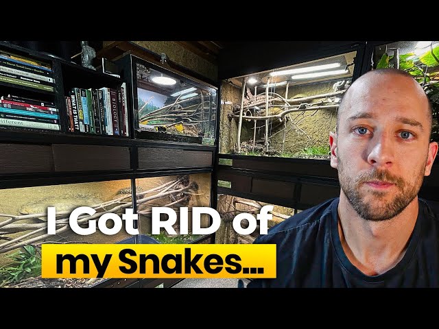 First Reptile Room Tour in New Space - Couldn't Keep Snakes