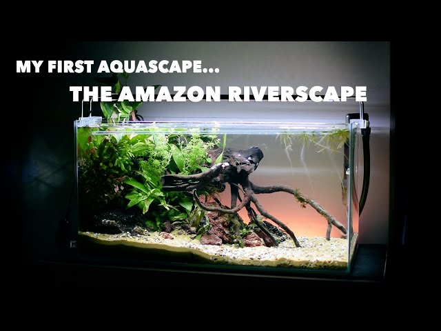Beginner's Aquascaping Tutorial: The AMAZON RIVERSCAPE (Low - Tech)