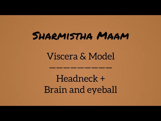Viscera and Model || head-neck + brain & eyeball || Sharmistha Maam