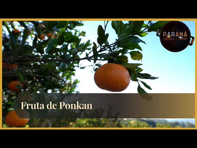 Cerro Azul: terra do Ponkan