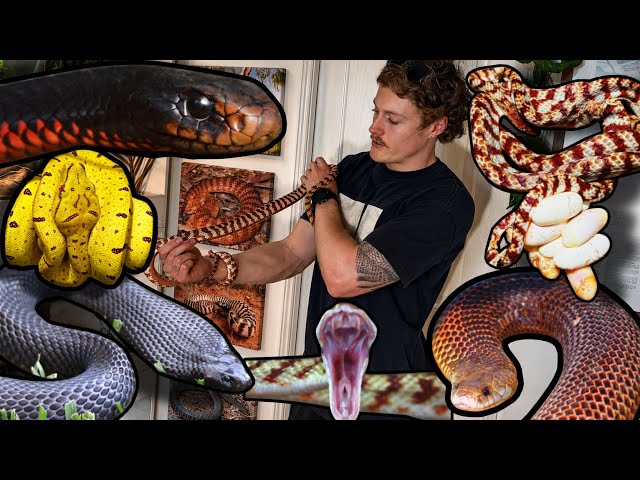 AUSTRALIAN VENOMOUS SNAKE ROOM UPDATE 2026!
