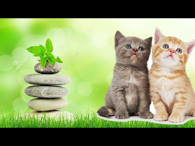 WoW! Amazing cat is playing