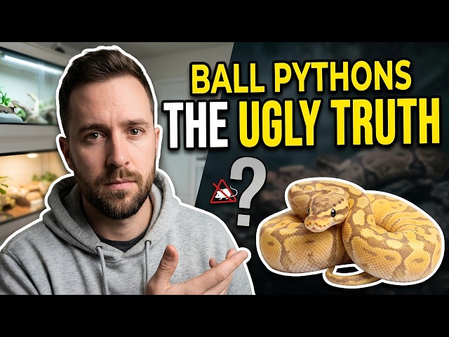 DO NOT Get A Pet Ball Python Until You Watch This!