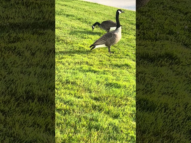 Beautiful view of Canada Geese Feeding🇨🇦#beautiful #canadagoose #canada #canada #subscribe #nature