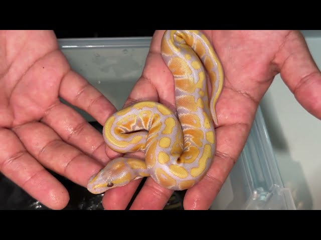 RAINBOW Ball Pythons Have Hatched!