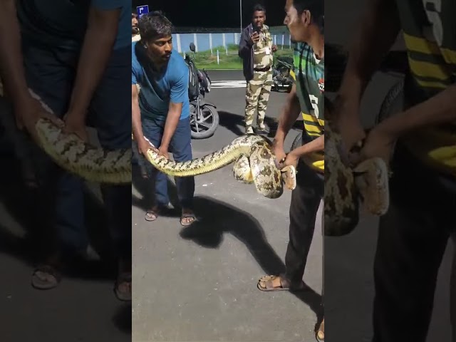 Big Python live catch 
