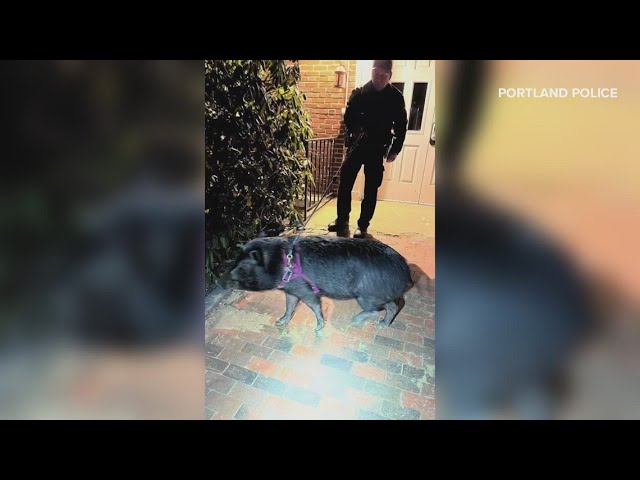 Noodle the pig returned home after going missing in Portland