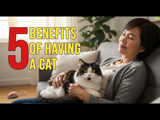 🐱💊How Cats Improve Your Mental Health #longvideo