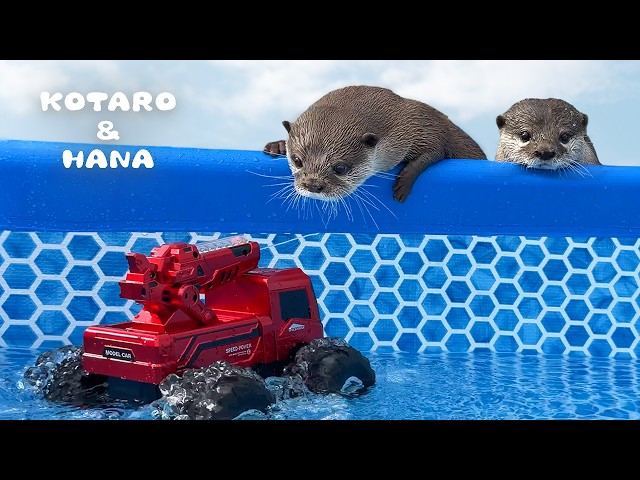Otters Surprised by RC Truck’s Water Gun!