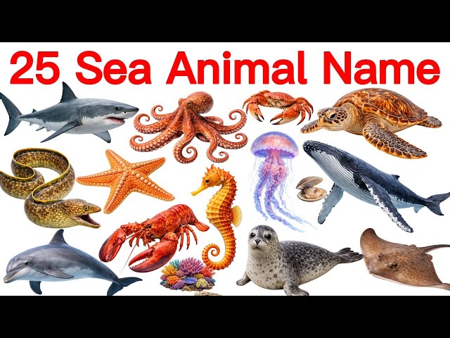 25 Sea Animals Name English in Hindi | Learn Sea Animals for Kids | Names of Sea Animals | Shark