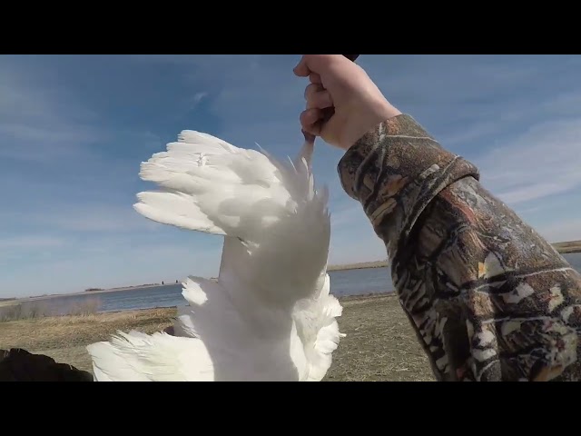 Was that a goose?? Snows Geese in South Dakota with the crew