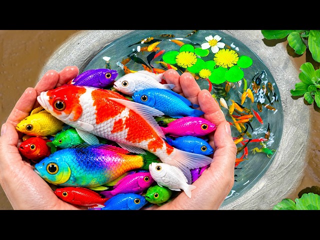 Catch Freshwater Aquarium Fish in Small Pond Baby Turtles, Crayfish, Betta, Golden Carp, Nemo, Snail