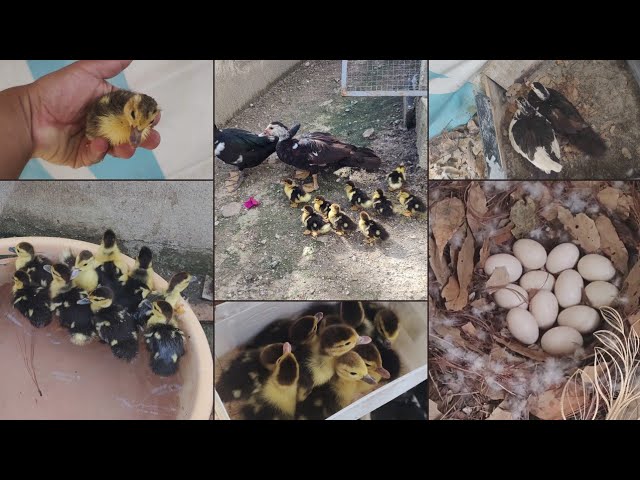Complete Life Cycle of a Broody Duck. Duck. 9 ducklings are born. 35 days of incubation.