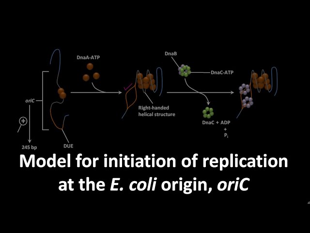 Replication initiation at the E. coli origin, oriC .