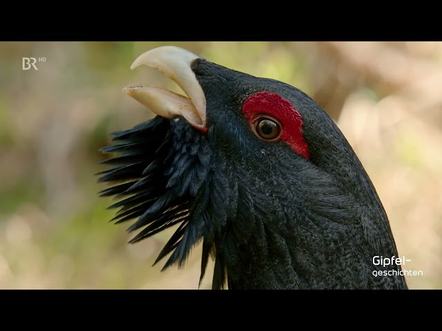 Doku & Reportage Wilde Alpen · Sommerwelt