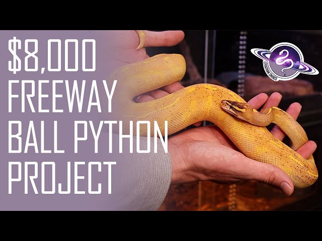 $8K Freeway Ball Python Project