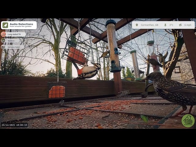 🔴 Wernwood - Live Stream 🐦Birdcast from Wales | HD 60fps | 24/7 Wildlife & Garden Birds
