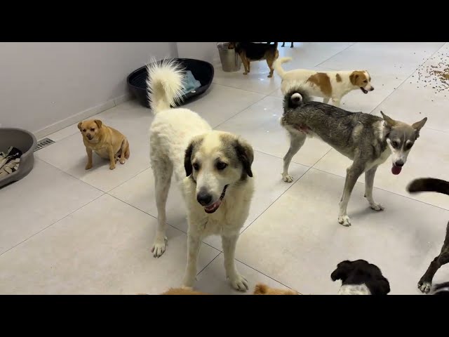 Looks Like Snowy Likes the Small Dogs! - Takis Shelter