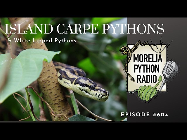 Island Carpet Pythons & White Lipped Pythons