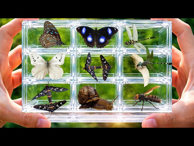 I Found Amazing Creatures Hiding in Tiny Boxes! Hunting strange insects Butterflies,Dragonfly,Hornet