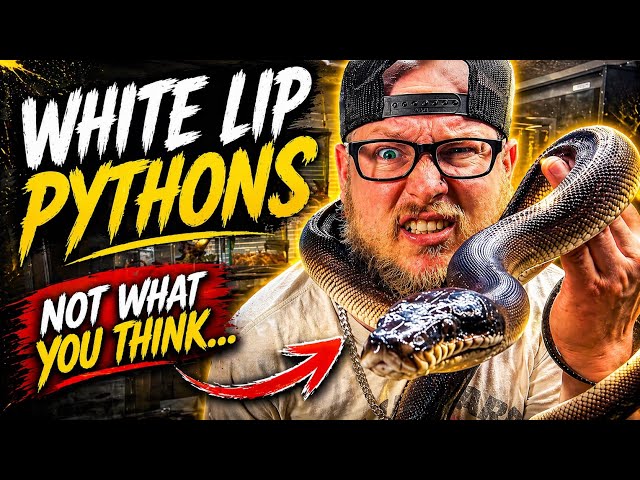 White Lipped Pythons Are NOT What You Think…