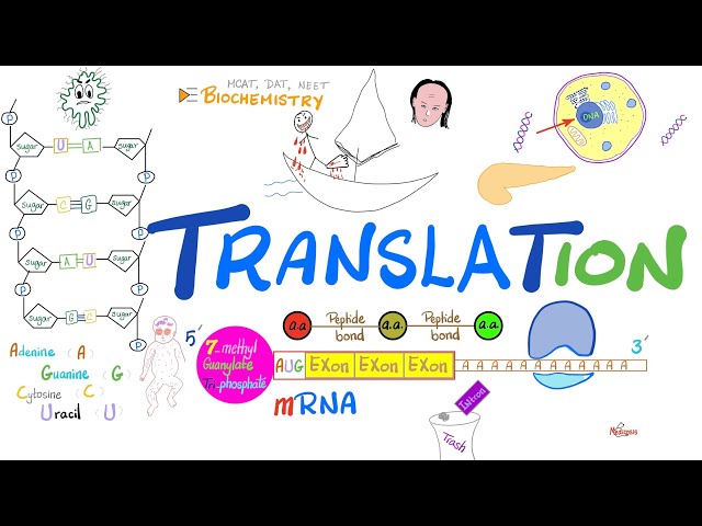 Translation (mRNA to Proteins) & Ribosomes (rER) | Post-translational Modification 🧬