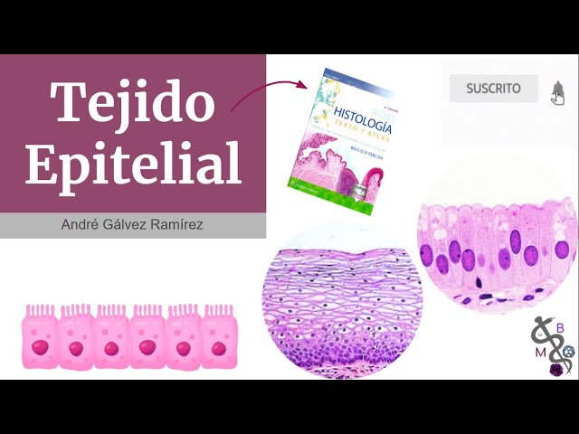 Epithelial tissue | Ross Histology