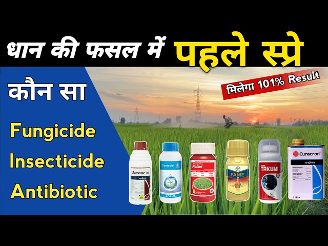 🌾धान में 50 55 दिन पर कौन सी Spray करें 🤯 कीट + बीमारी से बचाव का पूरा तरीका ✅💯👍