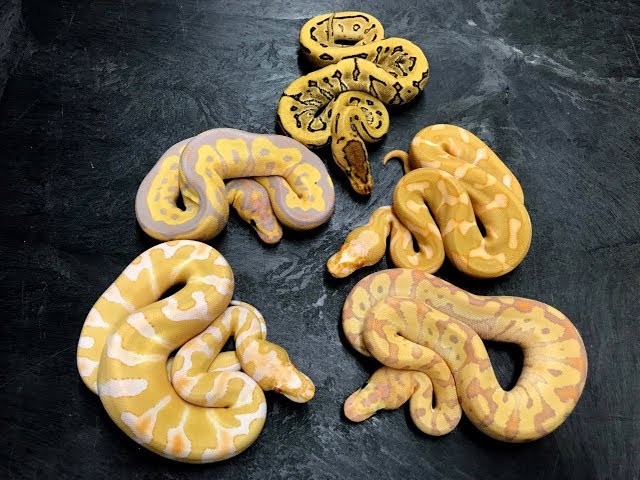 Smokin' Hot Ball Python babies hatching in October!
