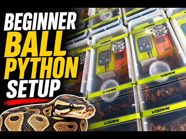 Ball Python Tub Setup | Beginner Starter Kit & Care Guide