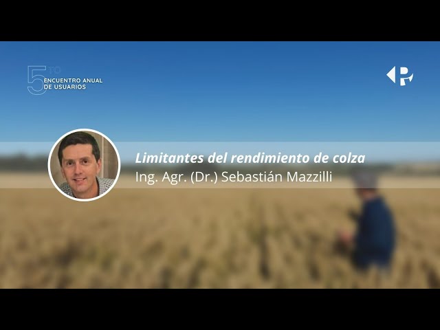 Las claves de la producción de colza en Uruguay