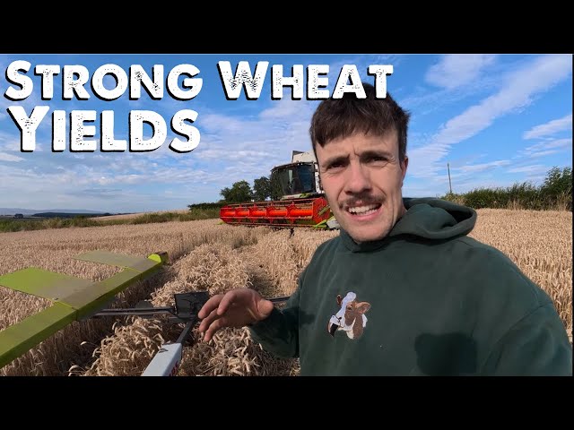Wheat Harvest Starting Strong | OSR Crop Problems 
