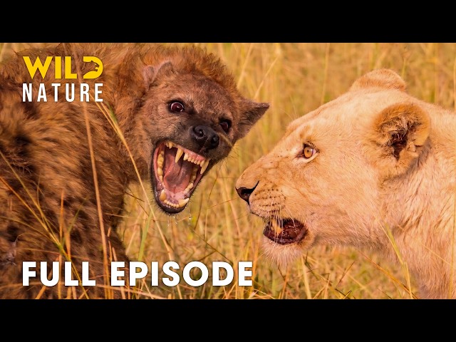 Lion Dynasties (Full Episode) | The Untold Struggle for Survival in the Wild | nature documentary