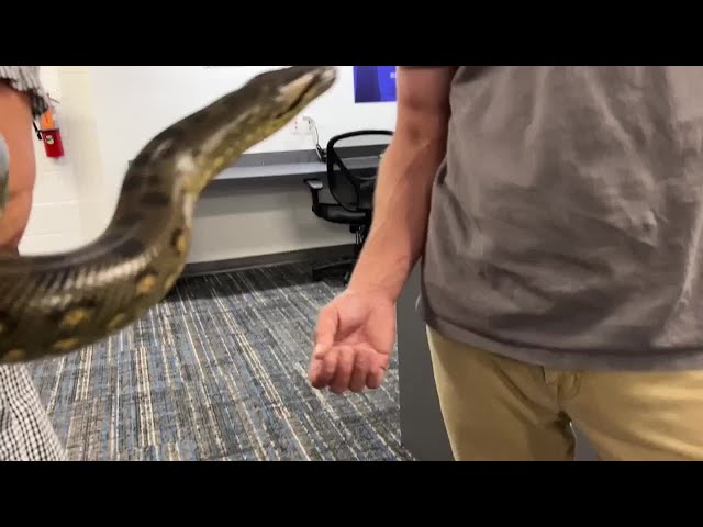 Curiosity and chaos when reptiles visit News 3