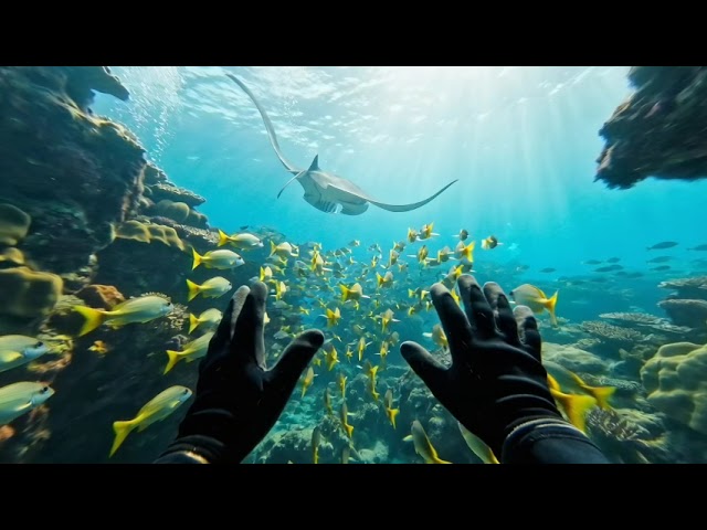 Underwater Night Swim | Coral Reef VR POV | SPATIAL VIDEO