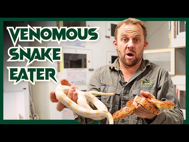 Not ALL Snakes are DEADLY | Venom Diaries
